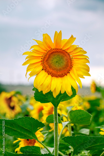 Fototapeta Naklejka Na Ścianę i Meble -  Sunflower seeds. Sunflower field, growing sunflower oil beautiful landscape of yellow flowers of sunflowers against the blue sky, copy space Agriculture