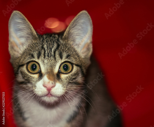 Portrait of a young and smart cat. A small kitten playing climbed into the red box which served as a good background. © rudnev116