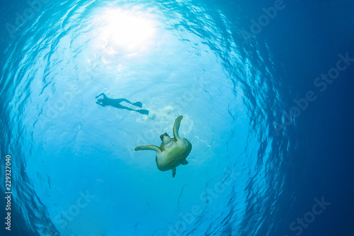 Green sea turtle with a snorkeller