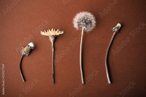 Fototapeta Naklejka Na Ścianę i Meble -  dandelions on brown background, concept of growing up or aging