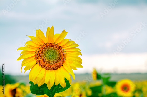 Fototapeta Naklejka Na Ścianę i Meble -  field of blooming sunflowers on a background of blue sky