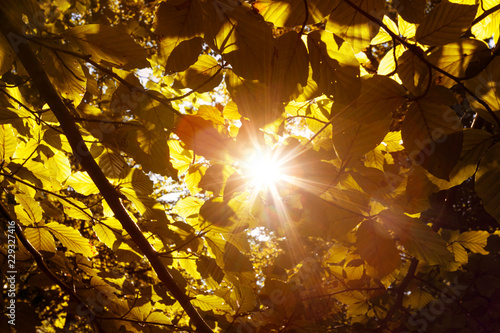 Magical sun rays through gold colored autumn season leaves.