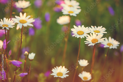  Chamomile field  amazing sunrise in the meadow