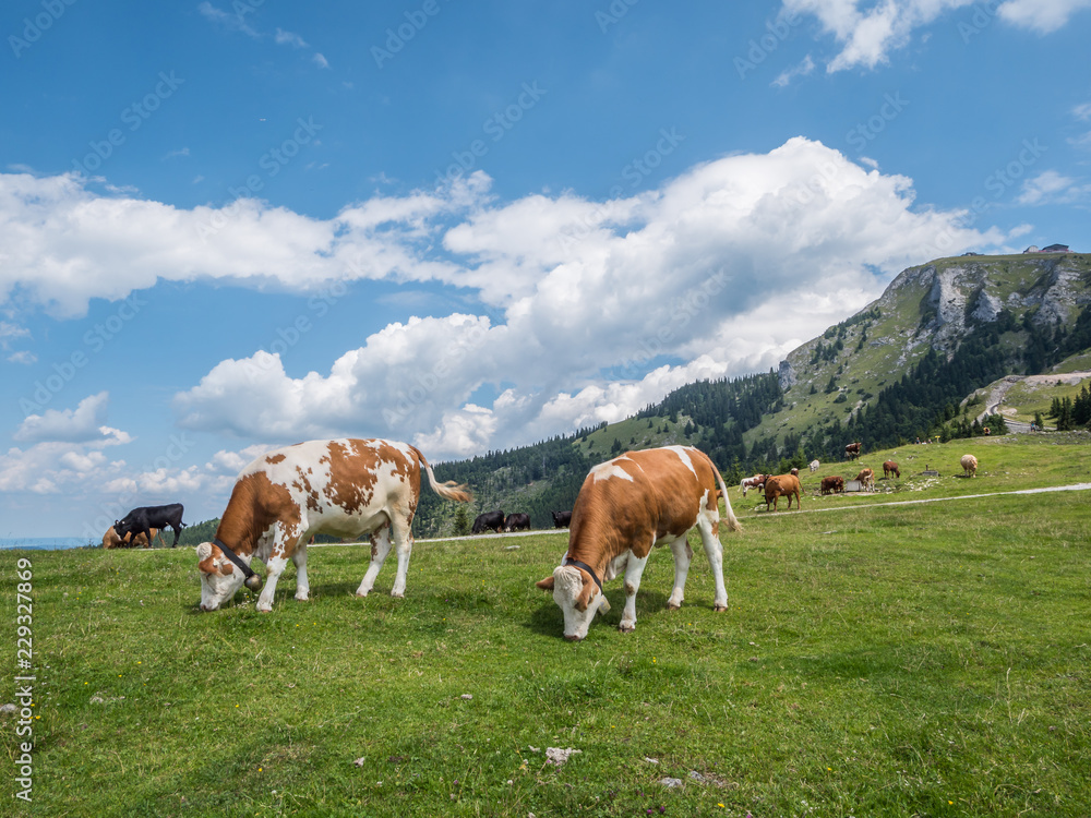 Milchkühe in den Alpen