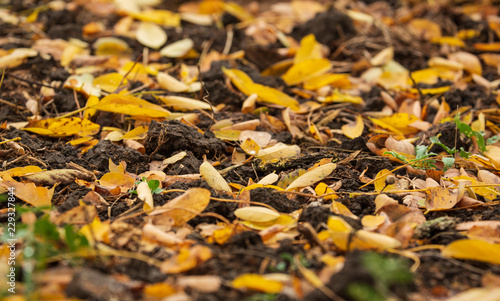 Colorful Leaves on the Ground. Natural Seasonal Background.