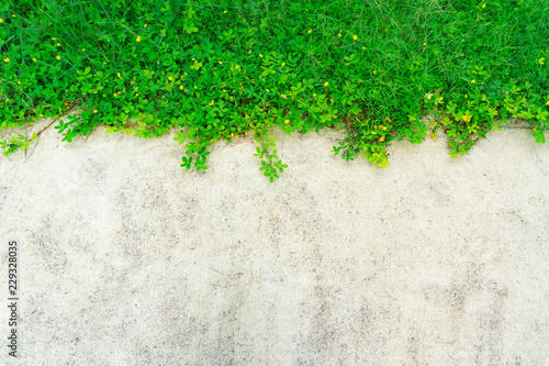 Green plant on wall for background