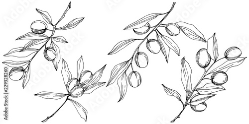 Olive tree in a vector style isolated. Black and white engraved ink art. Full name of the plant: Branches of an olive tree. Vector olive tree for background, texture, wrapper pattern, frame or border.