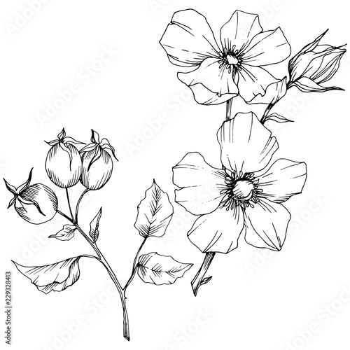 Wildflower rosa canina in a vector style isolated. Black and white engraved ink art. Vector flower for background  texture  wrapper pattern  frame or border.