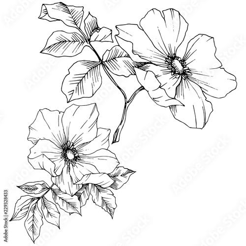 Wildflower rosa canina in a vector style isolated. Black and white engraved ink art. Vector flower for background  texture  wrapper pattern  frame or border.