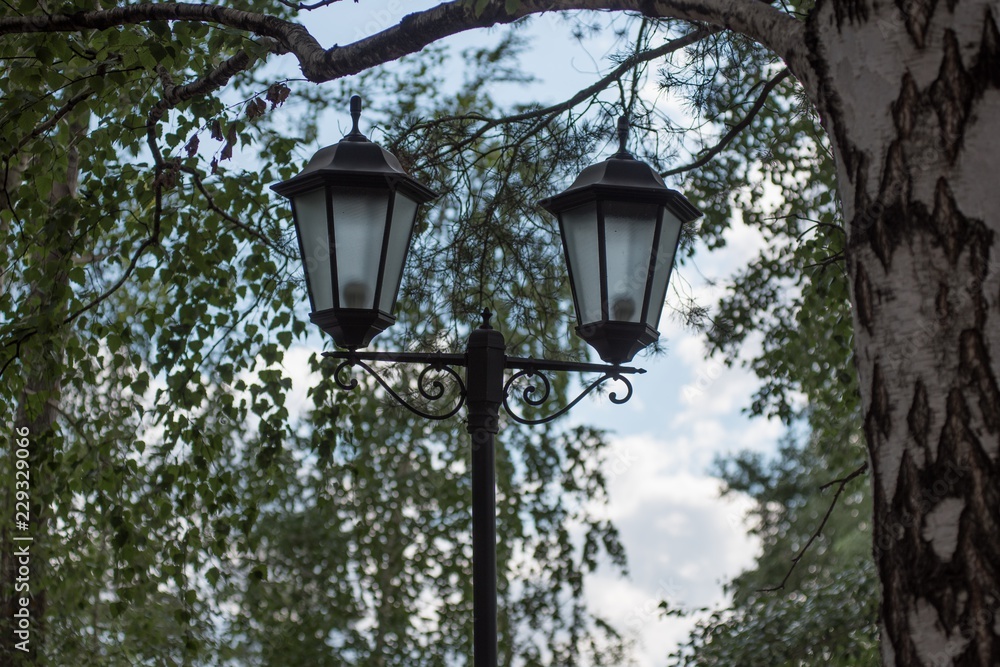 lantern under the birch