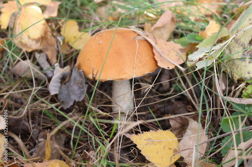  Mushroom grew in a cold autumn forest