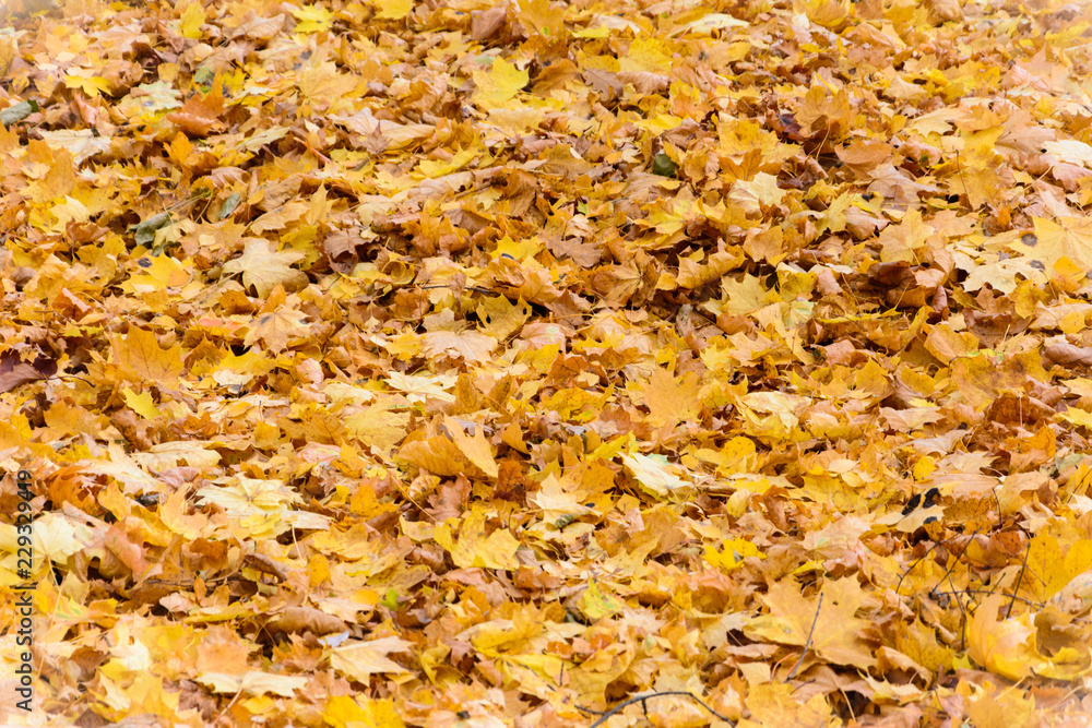 autumn background of yellow fallen leaves of maple and birch