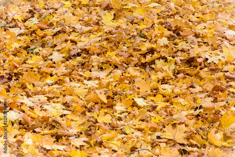 autumn background of yellow fallen leaves of maple and birch autumn background of yellow fallen leaves of maple and birch