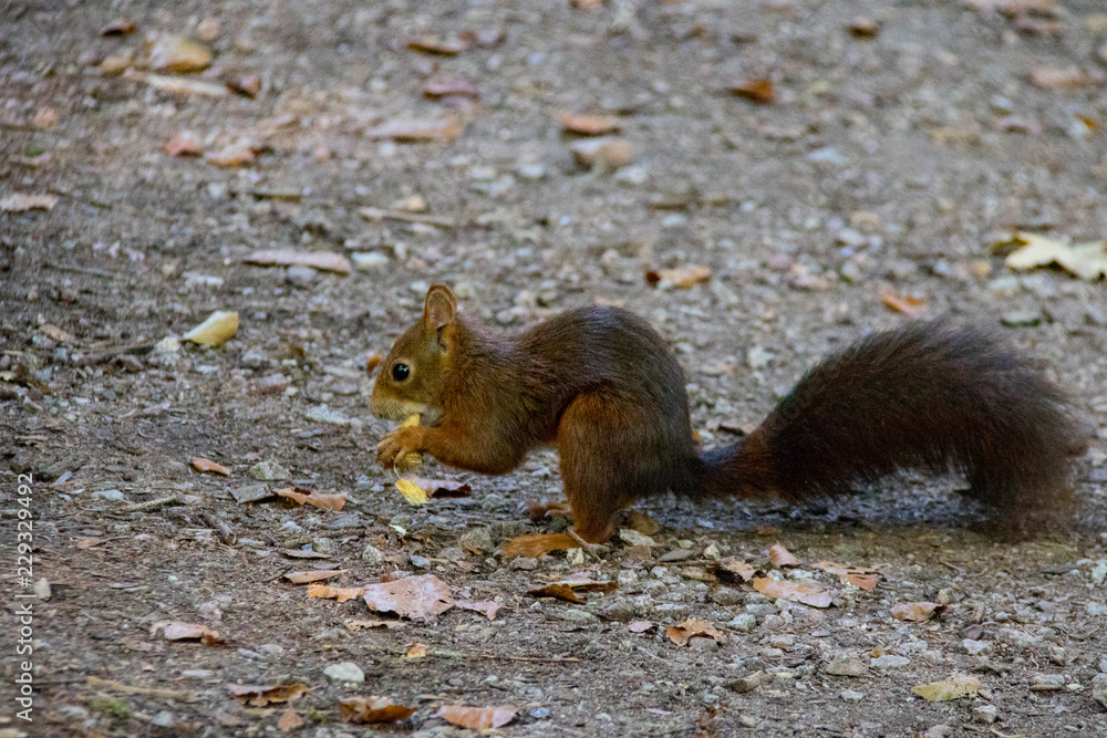 Ardillas Ardillas