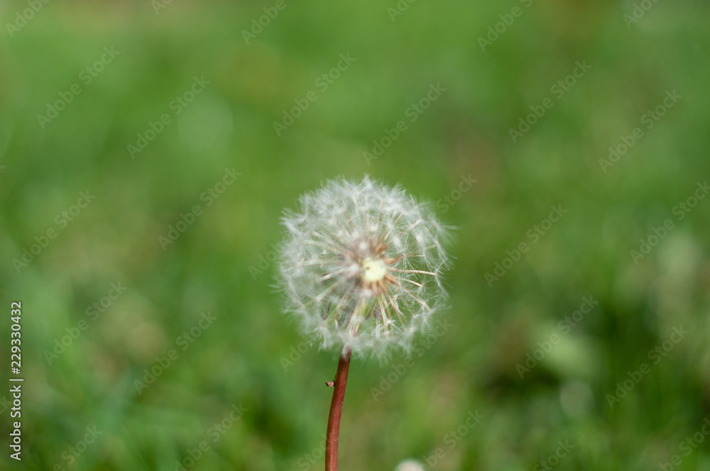 Fototapeta premium Garten im Herbst
