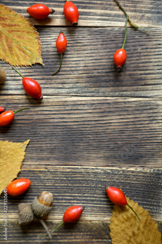 Autumn background with rose hip. Copy space