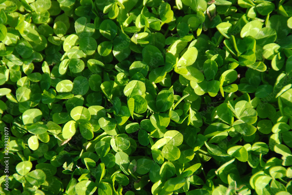 FONDO VEGETAL O CÉSPED DE TRÉBOLES. TRIFOLIUM REPENS FONDO VEGETAL O CÉSPED DE TRÉBOLES. TRIFOLIUM REPENS