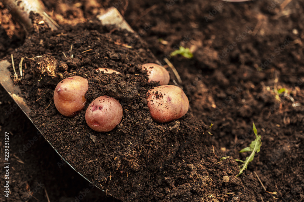 potato field vegetable with tubers in soil dirt surface background potato field vegetable with tubers in soil dirt surface background