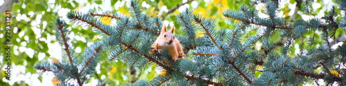 Horizontal banner for site with spruce branches and red squirrel photo