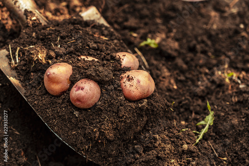 potato field vegetable with tubers in soil dirt surface background