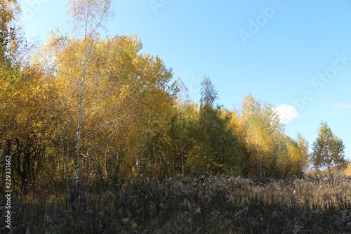 Beautiful autumn forest stands in the golden foliage