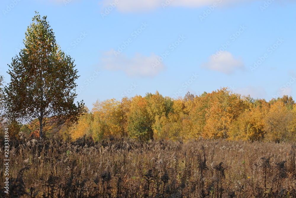 Fototapeta premium Autumn meadow is at the edge of the forest