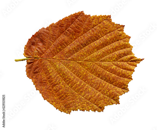 Alder brown leaf isolated on white.