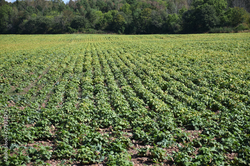 Field with rows of brown beans plants