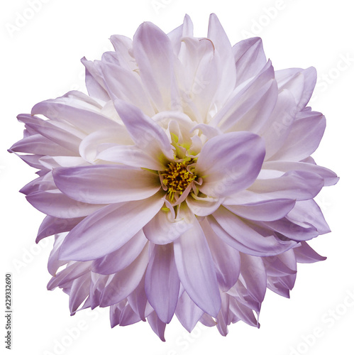 flower isolated.  purple-white dahlia on a white background. Flower for design. Closeup. Nature.