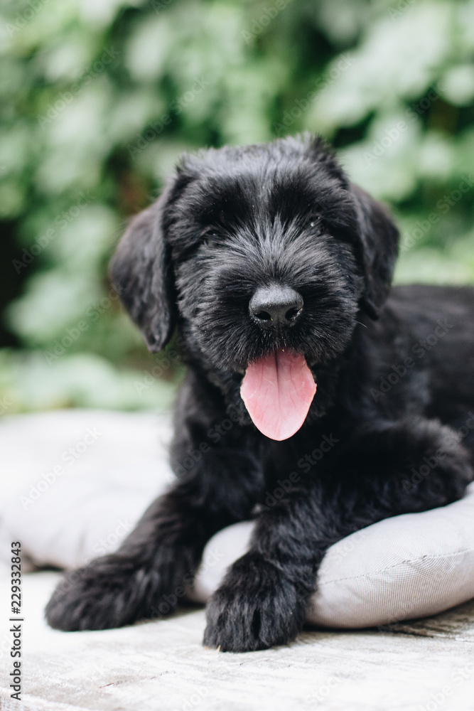 Giant Schnauzer puppy, 1-2 months Giant Schnauzer puppy, 1-2 months