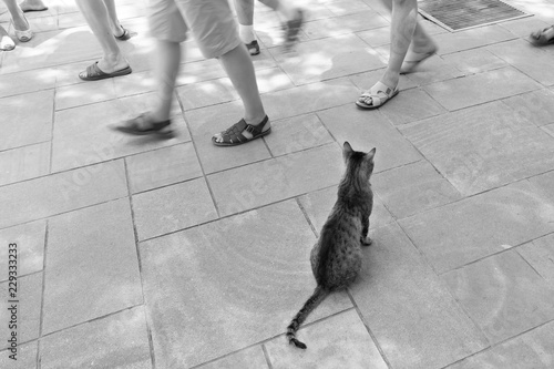 Lonely cat sitting on the street.People walk past the homeless animal.Black and white photo.