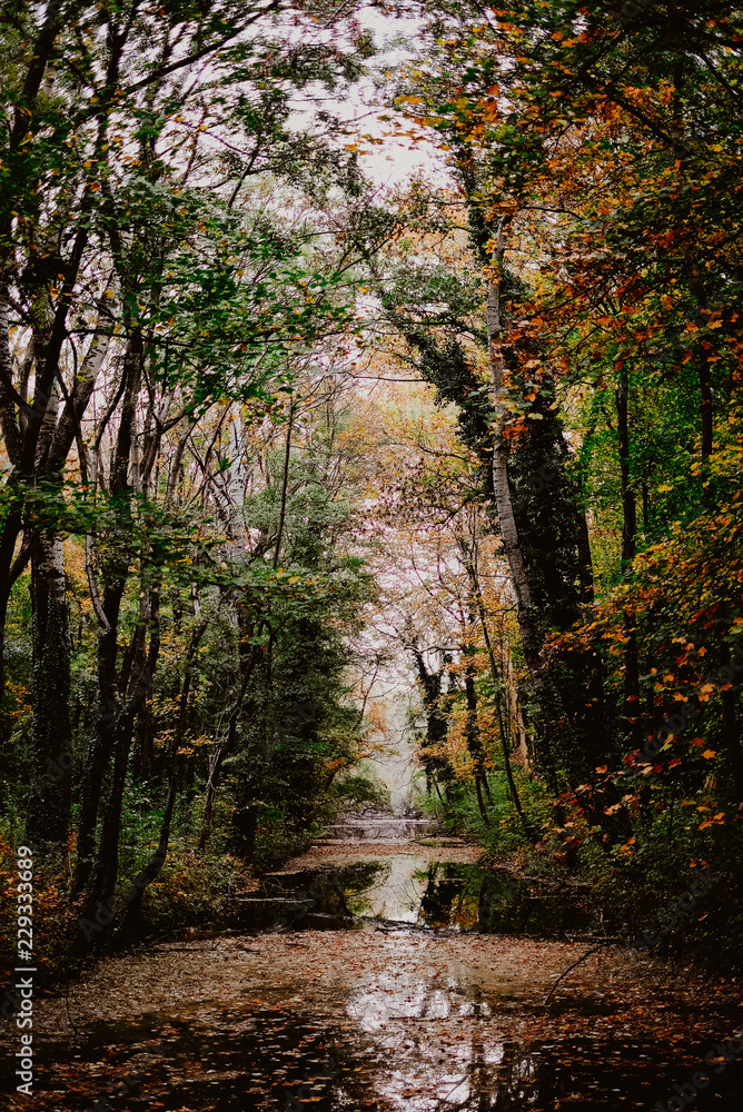 autumn nature at the stream autumn nature at the stream