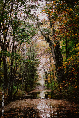 autumn nature at the stream