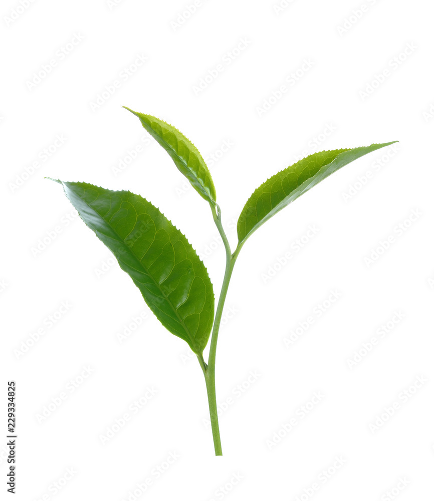 green tea leaf isolated on white background green tea leaf isolated on white background