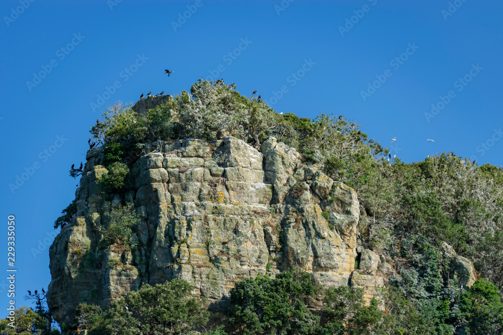 Gabbiani posati sulle scogliere dell'Isola Bisentina