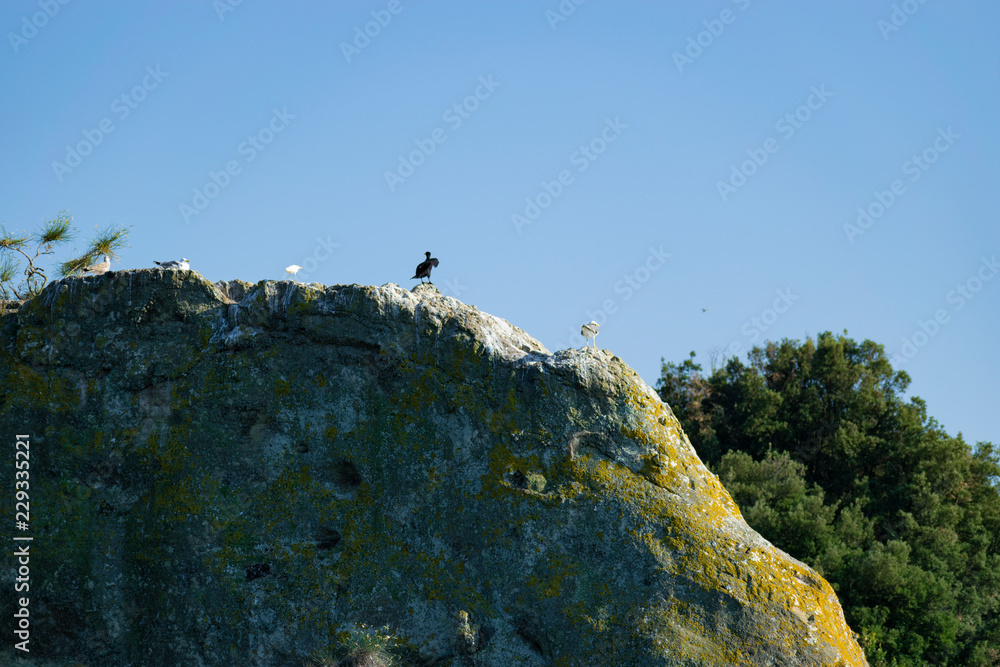 Gabbiani posati sulle scogliere dell'Isola Bisentina Gabbiani posati sulle scogliere dell'Isola Bisentina