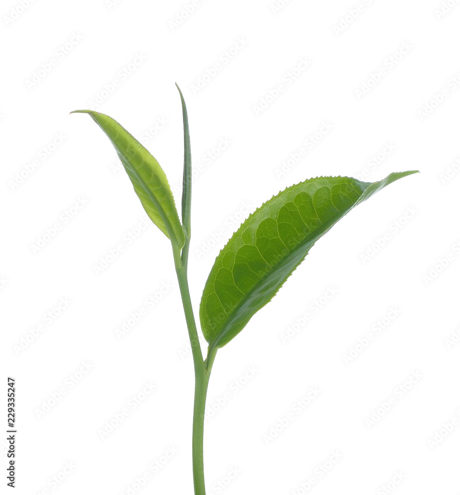 green tea leaf isolated on white background green tea leaf isolated on white background