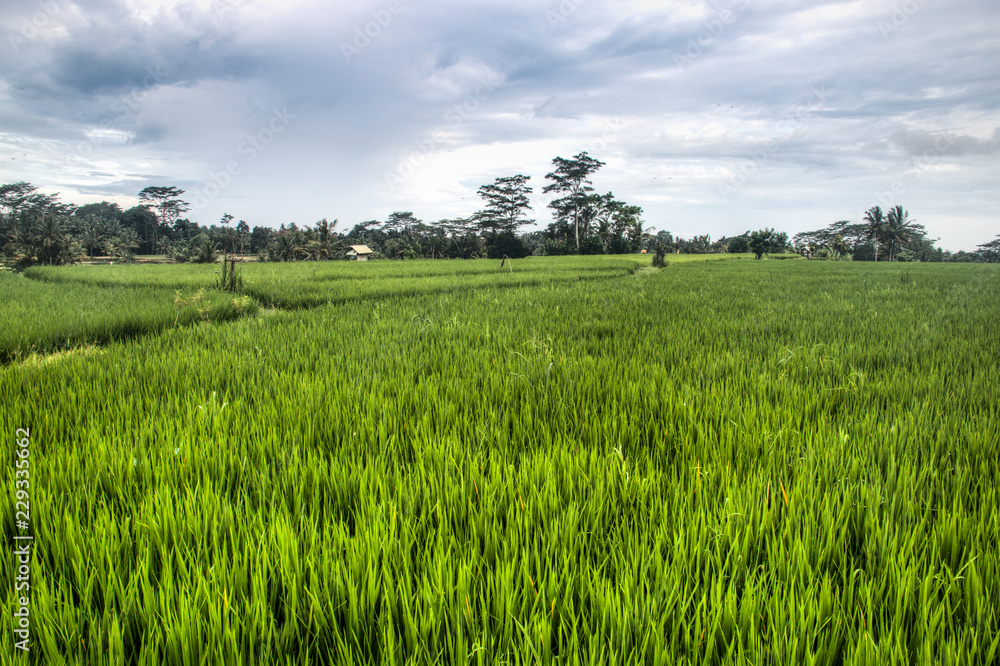 Landscape with many rice fields near the town Ubud on Bali, Indonesia
