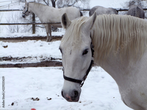 Canvastavla Lipizzaner