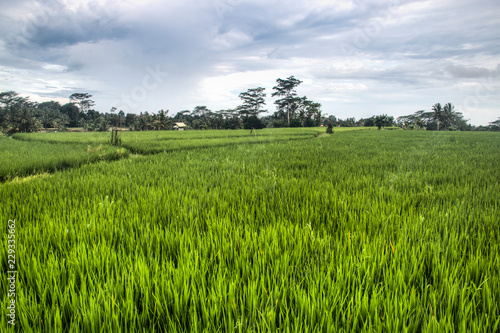 Landscape with many rice fields near the town Ubud on Bali, Indonesia 