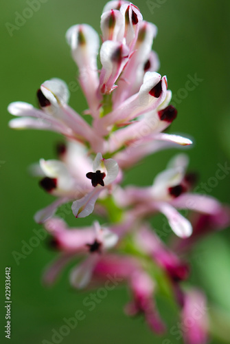 FUMARIA CAPREOLATA. CONEJILLOS O PALOMILLA PINTADA 