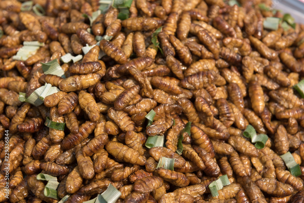 Delicious fried silkworms is one kind of Thailand street food Delicious fried silkworms is one kind of Thailand street food