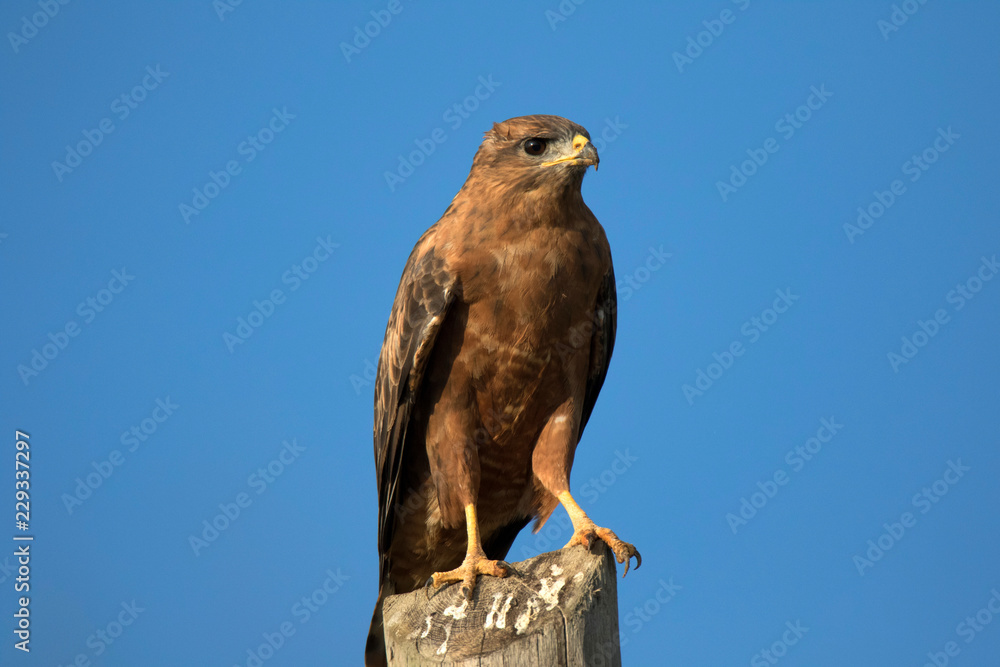 Common buzzard Common buzzard
