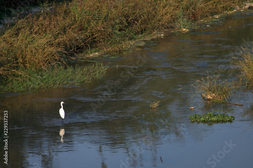 heron,egret,white,river,view,landscape,wildlife,nature,water