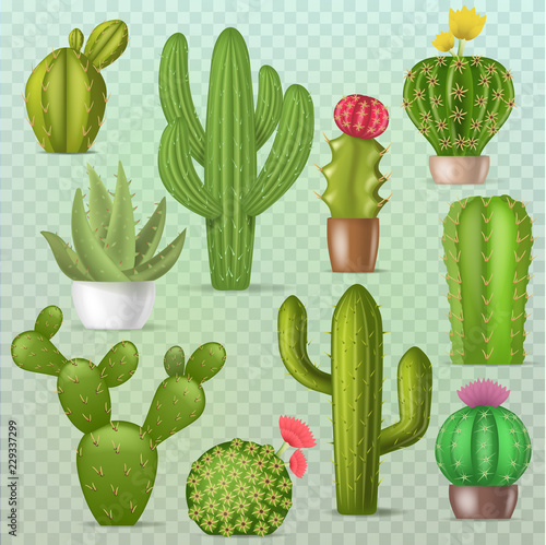 Cactus vector botanical cacti green cactaceous succulent plant botany illustr...