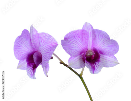 Purple  Violet  orchid on white
