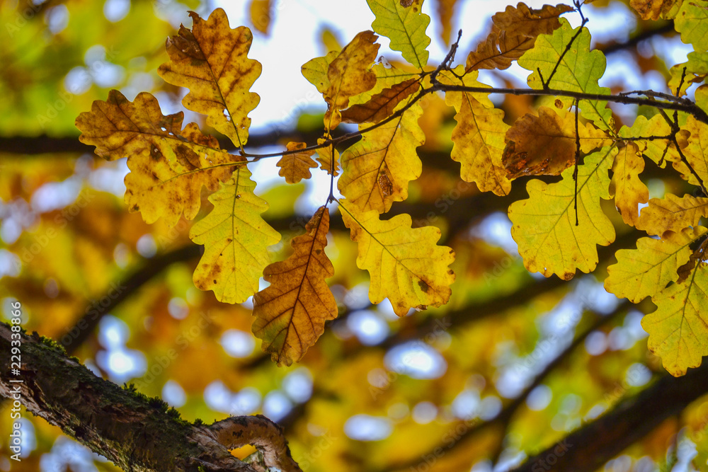 Oak branches with autumn colored leaves close-up. yellow, red, green autumn leaves Oak branches with autumn colored leaves close-up. yellow, red, green autumn leaves