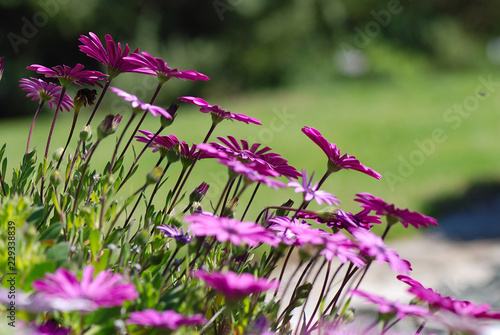 DIMORPHOTECA U OSTEOSPERMUM. MARGARITAS DEL CABO photo