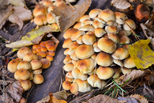 Mushrooms with a orange hue Fungal growth. Orange fungus on wood. mushrooms nature forest. Wild mushroom on mossy