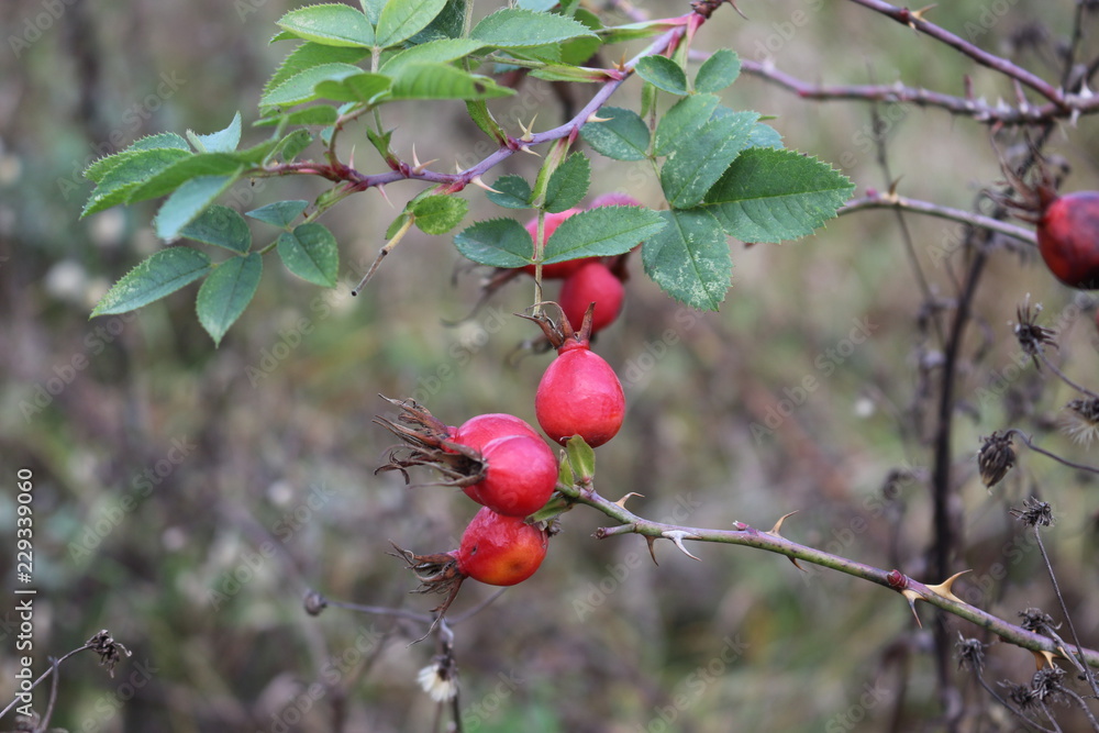 Red berries ripened on a wild rose bush in the forest